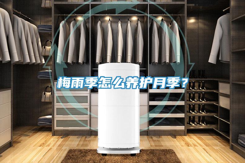 梅雨季怎么養護月季？