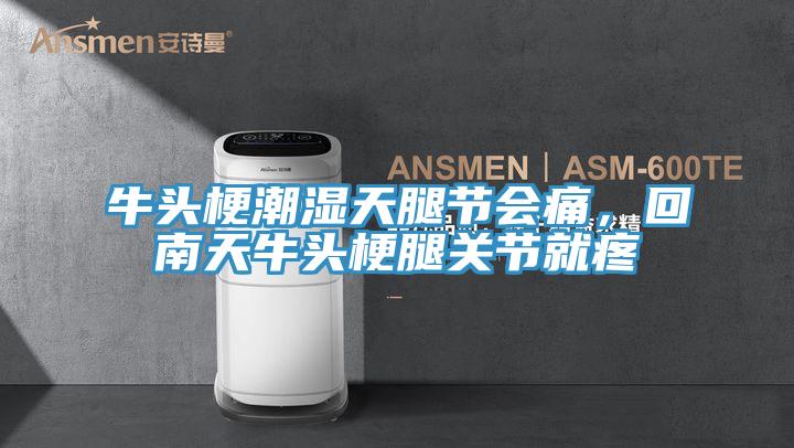 牛頭梗潮濕天腿節(jié)會(huì)痛，回南天牛頭梗腿關(guān)節(jié)就疼