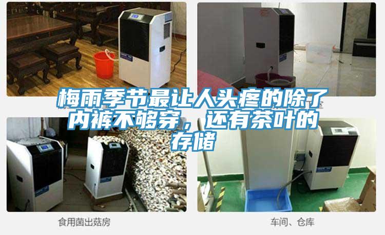 梅雨季節最讓人頭疼的除了內褲不夠穿，還有茶葉的存儲