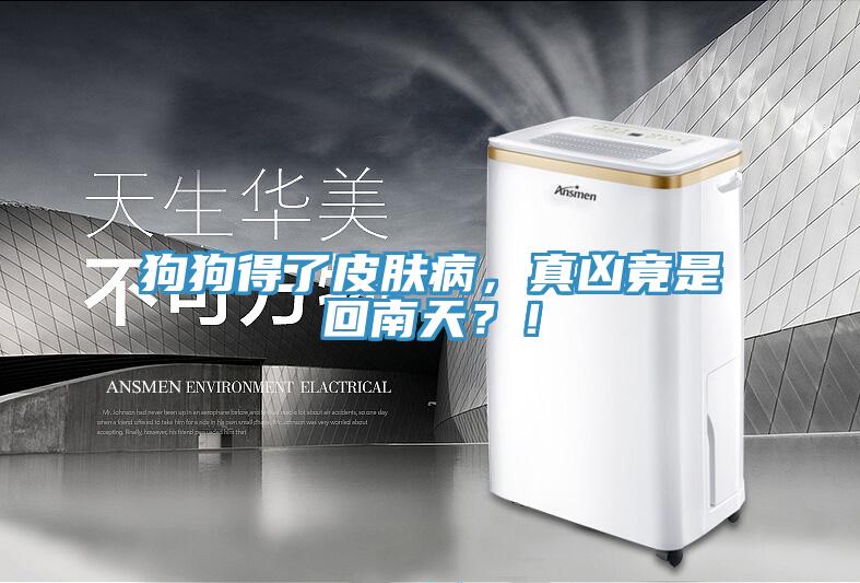 狗狗得了皮膚病，真兇竟是回南天？！