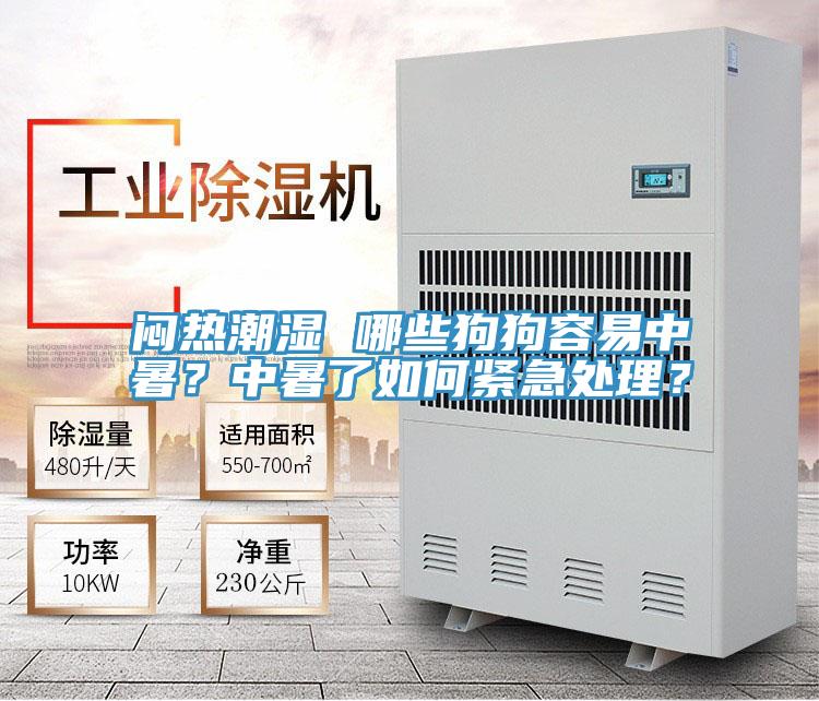 悶熱潮濕 哪些狗狗容易中暑？中暑了如何緊急處理？