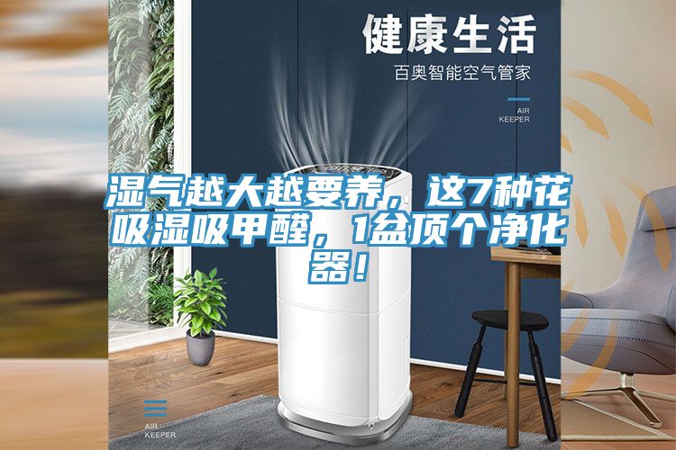 濕氣越大越要養(yǎng)，這7種花吸濕吸甲醛，1盆頂個(gè)凈化器！