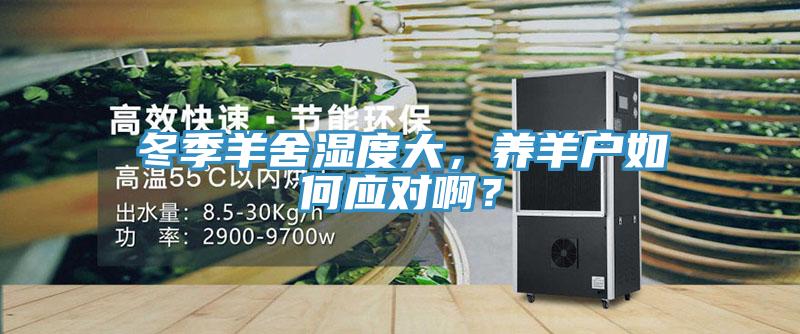 冬季羊舍濕度大，養羊戶如何應對啊？